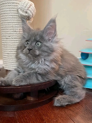    Maine Coon Kitten   10 Wochen alt    Bild 10