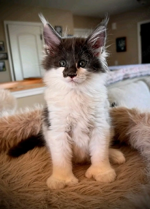    Maine Coon Kitten   10 Wochen alt    Bild 9