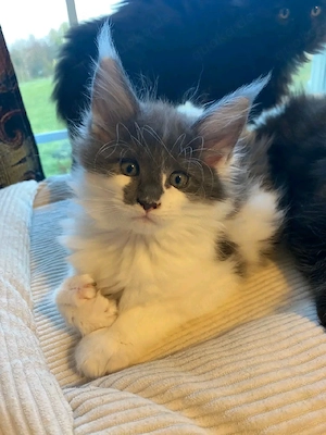    Maine Coon Kitten   10 Wochen alt    Bild 6