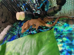 Kronengecko Männlich F2