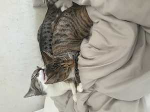 Kätzchen abzugeben in gute Hände