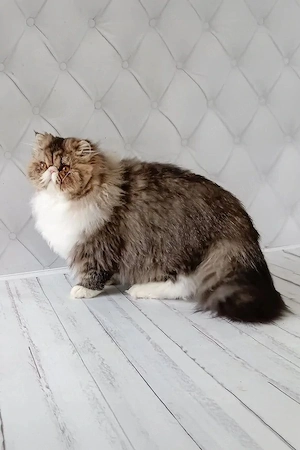 Flauschiger, 5 Monate alter Perserkater (männlich)   kinderlieb, geräuscherfahren und vollständig ge