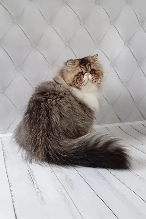 Flauschiger, 5 Monate alter Perserkater (männlich)   kinderlieb, geräuscherfahren und vollständig ge