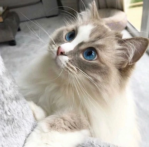 Ragdoll-Kätzchen zu verkaufen und ein neues Zuhause zu suchen