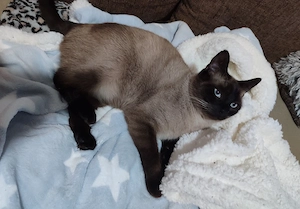 Siam Kater 4 Jahre kastriert 