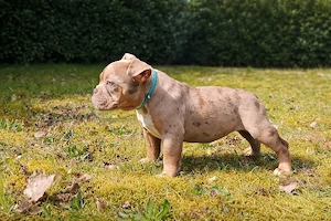 Wunderschönes American Bully Mädchen (Micro Exotic) mit ABKC Stammbaum