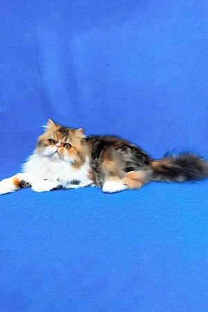 Seltenes zweifarbiges Langhaar-Kätzchen (männlich) | Geimpft und im Haus aufgezogen