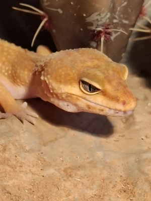 Blood Leopardgecko Weibchen Nz 25