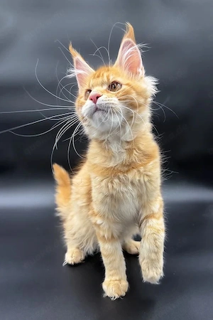 Süßer und aufgeschlossener 5 Monate alter roter Kater   sucht ein Zuhause für immer