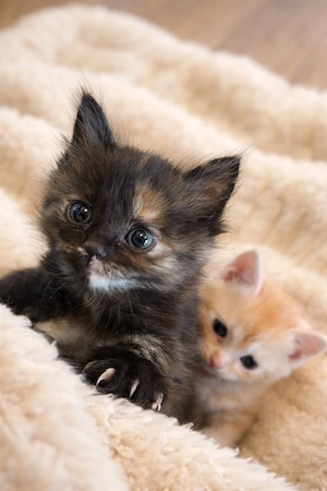 Maincoon BKH Mix Kitten 