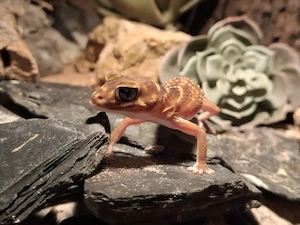 Knopfschanzgecko het Patternless 1.0 mit Terrarium 