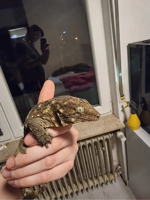 Neukaledonien, Riesengecko