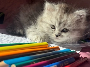 Wunderschöne Perser-Mix-BKH Kitten zu reservieren