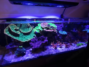 Korallen Auflösung Meerwasseraquarium