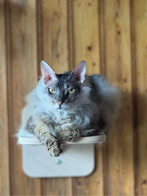 Don Sphynx 4j, kastriert