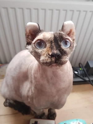 Sphynx Elf Mädchen Katze