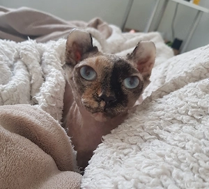 Sphynx Elf Mädchen Katze