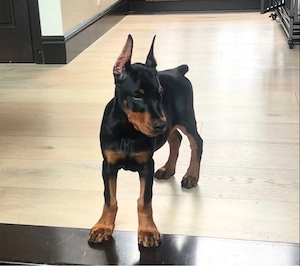 Gesund Dobermann Welpen!!!