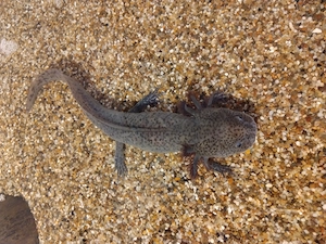 Verkaufe meine Nachzucht-Axolotl :) Bild 4