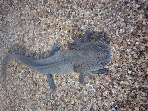 Verkaufe meine Nachzucht-Axolotl :) Bild 2