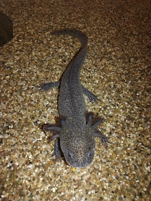 Verkaufe meine Nachzucht-Axolotl :)