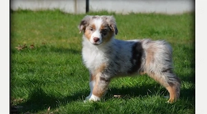 Traumhafte Australian Shepherd Welpen!!