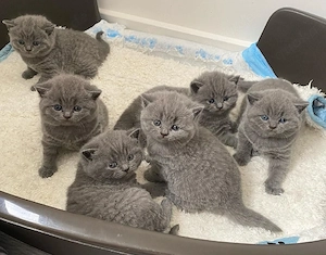 Bezaubernde British Shorthair Kätzchen ab dem 19.04.2026 abzugeben
