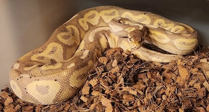 0.1 Banana Cinnamon Königspython Python Regius 