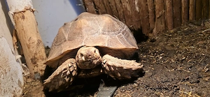 Centrochelys sulcata + Stigmochelys pardalis