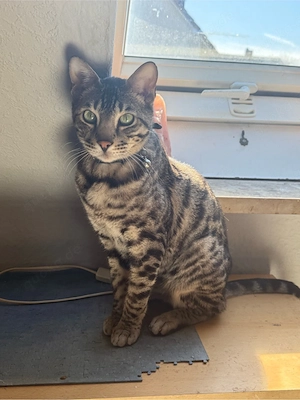 bengal kater  Bild 2