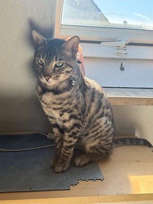 bengal kater 