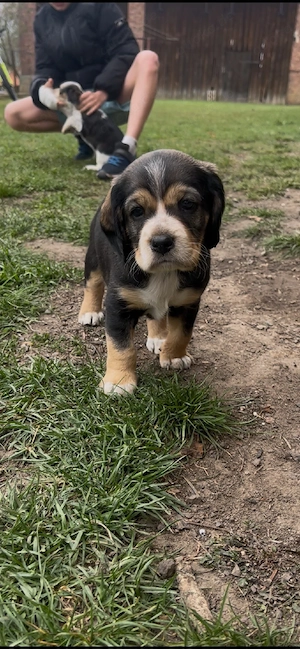 Welpen Mischlinge abzugeben 