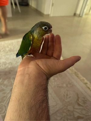 molinasittich handaufzucht 