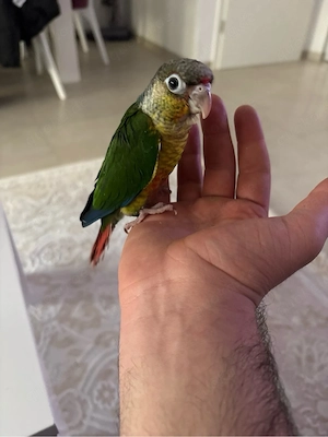 molinasittich handaufzucht 