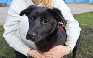 Schwarze Schönheit Eliza