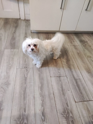 Muessen uns schweren Herzens von unser Hündin trennen 