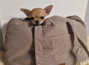Reinrassige Chihuahua Hündin Kurzhaar Fawn VDH keine Fehler 