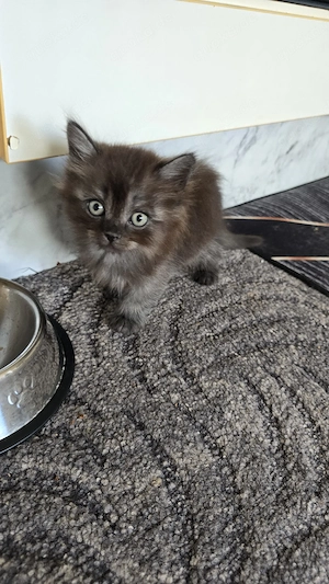 Kitten zum verkaufen