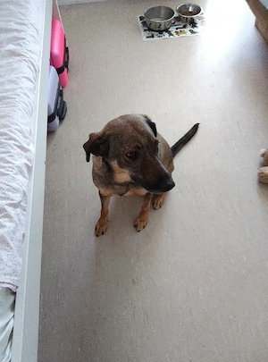 Hallo hab eine hündin zu verk.