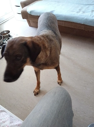 Hallo hab eine hündin zu verk.