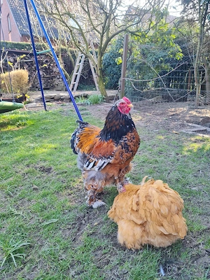 hahn Brahma Riesen Brahma