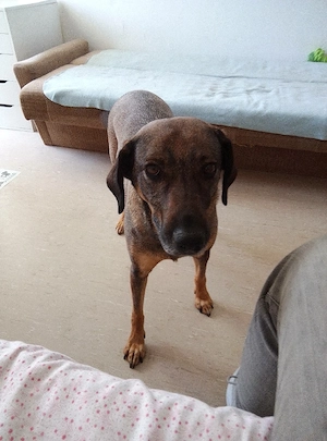 Hallo hab eine hündin zu verk.