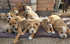 Old Englisch Bulldog Welpen mit Ahnentafeln 