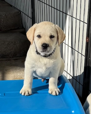 Gesunder Labrador-Welpe.