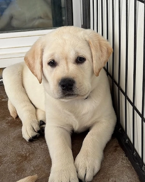 Gesunder Labrador-Welpe.