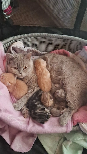 Exklusive reinrassige BKH Kitten 