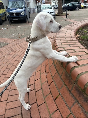 kangal akbas sucht dringend ein zuhause Bild 3