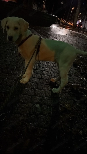 kangal akbas sucht dringend ein zuhause Bild 5