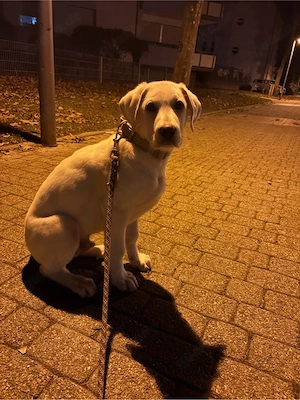 kangal akbas sucht dringend ein zuhause Bild 4