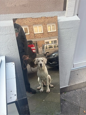 kangal akbas sucht dringend ein zuhause Bild 2